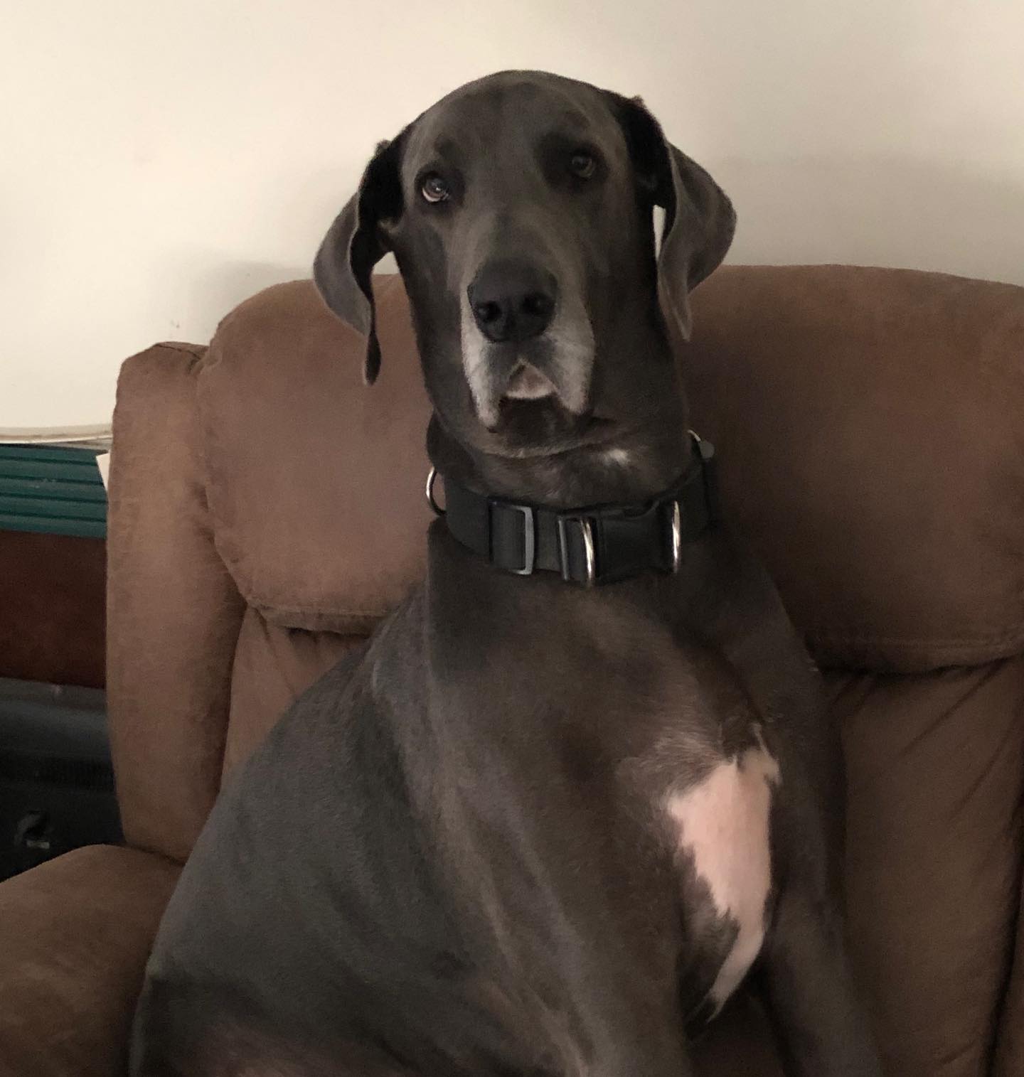 Penelope Barker, Tequila Sunrise Music Great Dane
